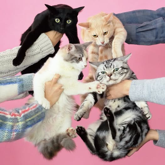 Kinoko Teikoku (きのこ帝国) — 猫とアレルギー